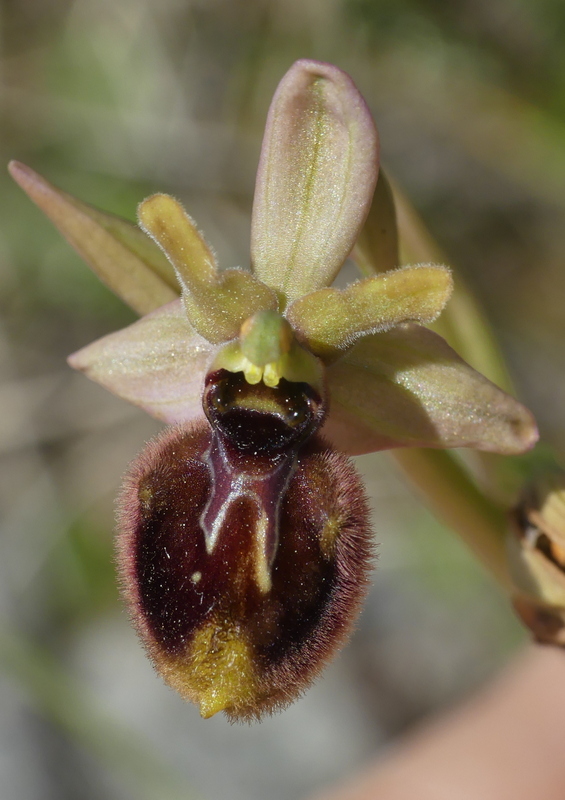 ibridi di Ophrys tenthredinifera nell’alto Abruzzo - maggio 2021.